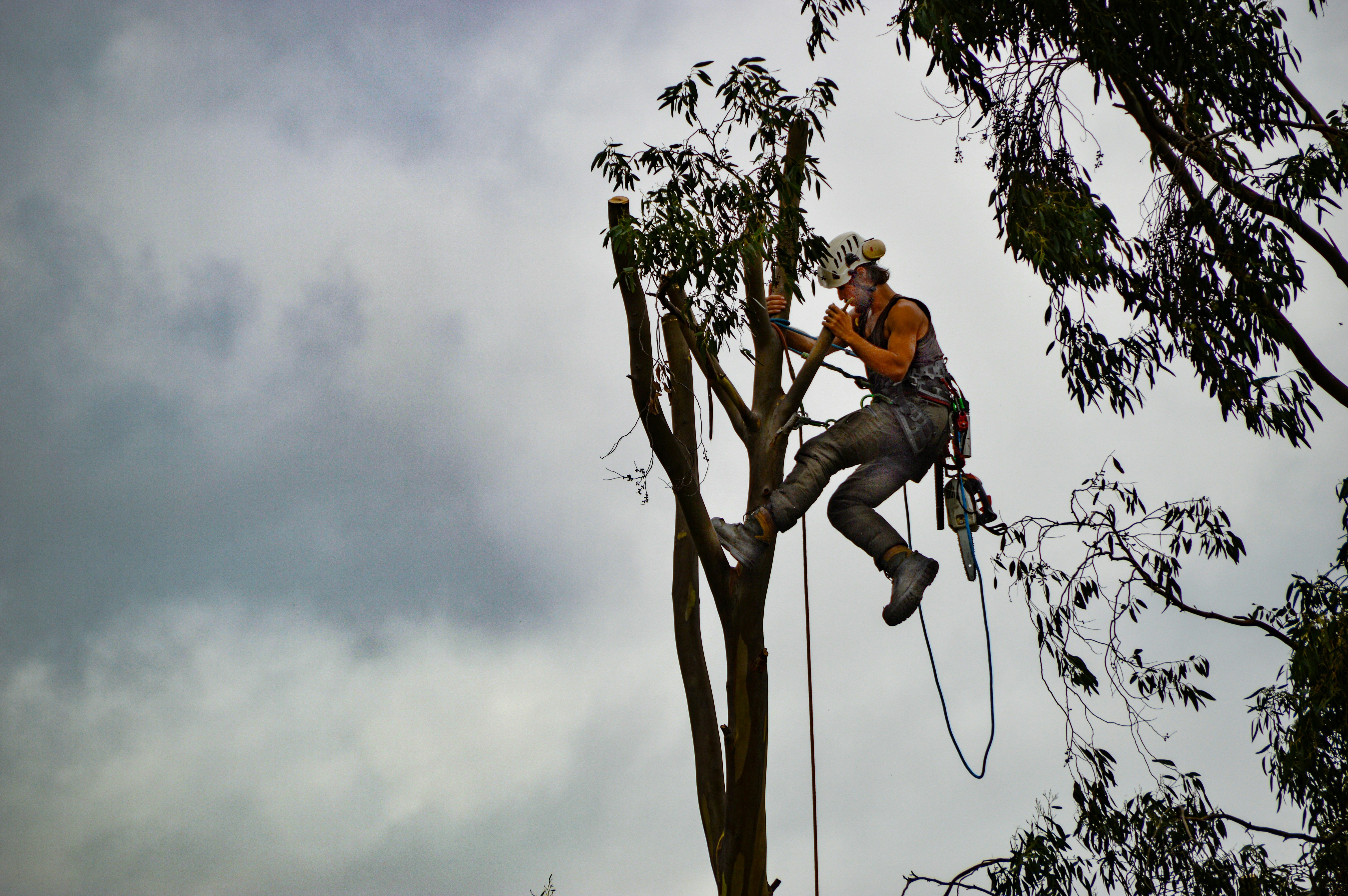 Arborist service in Lake City, FL